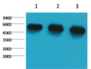 α-tubulin Mouse Monoclonal Antibody