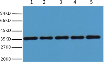 GAPDH Rabbit Polyclonal Antibody