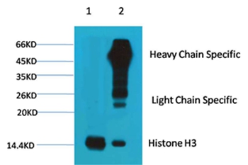 Histone H3 Mouse Monoclonal Antibody