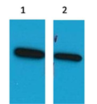 ECFP Mouse Polyclonal Antibody