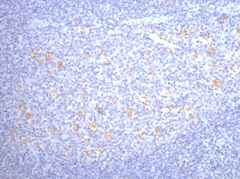 CD68 Mouse Monoclonal Antibody