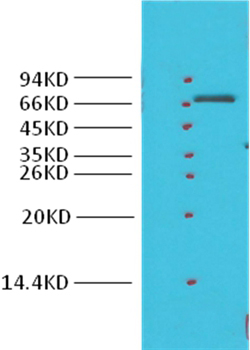Cyclooxygenase 1 Rabbit Polyclonal Antibody