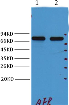 alpha 1 Fetoprotein Mouse Monoclonal Antibody