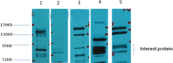 Glucocorticoid receptor/GR Rabbit Polyclonal Antibody