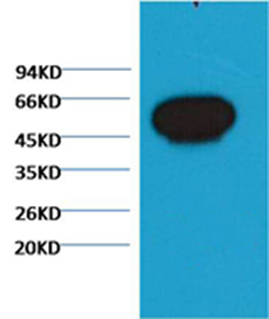 β-tubulin Mouse Monoclonal Antibody(Zebrafish Specific)