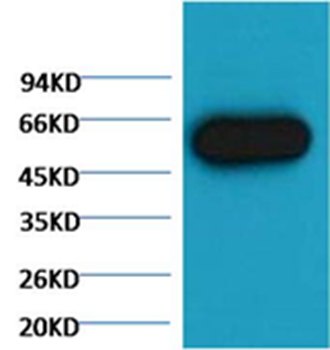 α tubulin Mouse Monoclonal Antibody(Zebrafish Specific)