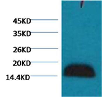 Histone H3 Mouse Monoclonal Antibody