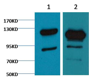 Cleaved PARP Mouse Monoclonal Antibody