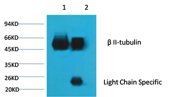 β II tubulin Mouse Monoclonal Antibody (Rodent Preferred)