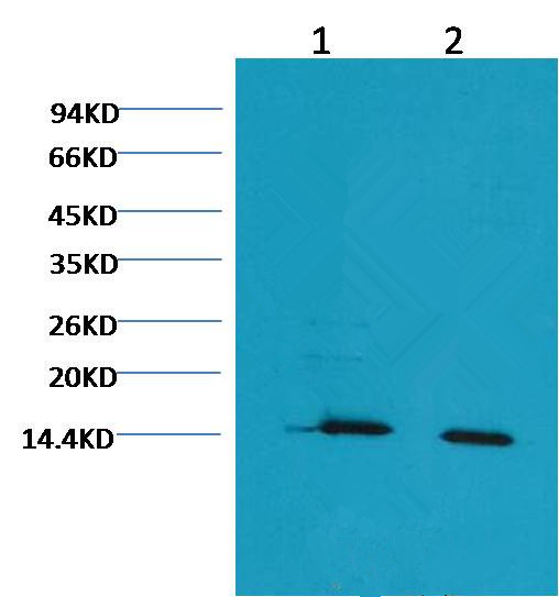 Histone H3(mono-methyl-K79) Mouse Monoclonal Antibody (1E10)