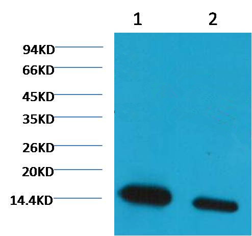 Histone H3(Di-methyl-K27) Mouse Monoclonal Antibody (3B12)