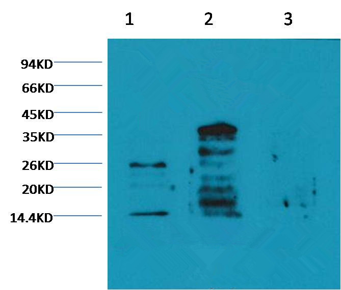Histone H3(mono-methyl-K79) Mouse Monoclonal Antibody (4C9)