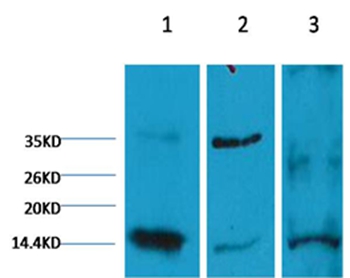 Histone H3(Di-methyl-K9) Mouse Monoclonal Antibody