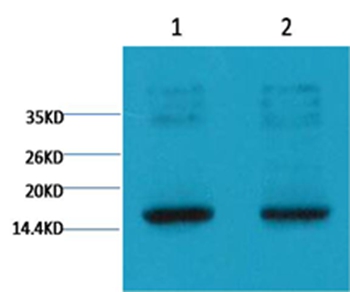 Histone H3(Tri-methyl-K9) Mouse Monoclonal Antibody