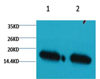 Histone H3(mono-methyl-K9) Mouse Monoclonal Antibody