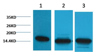 Histone H3(Di-methyl-K36) Mouse Monoclonal Antibody (1E6)