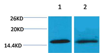 Histone H4(Di-Methyl-Lys20) Rabbit Polyclonal Antibody