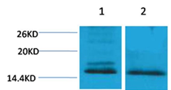 Histone H4(Di-Methyl-Lys59) Rabbit Polyclonal Antibody