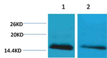 Histone H2B(mono-Methyl-Lys5) Rabbit Polyclonal Antibody