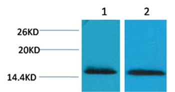 Histone H2B(Tri-Methyl-Lys43) Rabbit Polyclonal Antibody