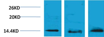 Histone H2B(Tri-Methyl-Lys5) Rabbit Polyclonal Antibody