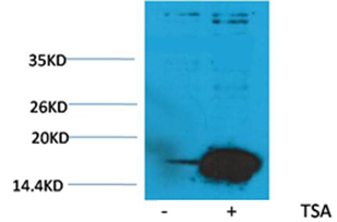 Histone H3(Acetyl-Lys9) Rabbit Polyclonal Antibody