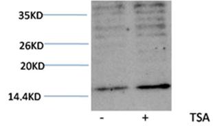 Histone H3(Acetyl-Lys23) Rabbit Polyclonal Antibody