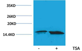 Histone H3(Acetyl-Lys56) Rabbit Polyclonal Antibody