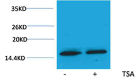 Histone H3(Acetyl-Lys79) Rabbit Polyclonal Antibody