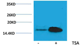 Histone H2A(Acetyl-Lys5) Rabbit Polyclonal Antibody