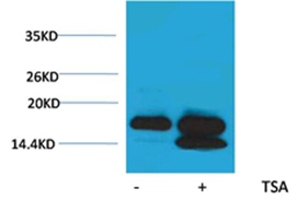 Histone H4(Acetyl-Lys5) Rabbit Polyclonal Antibody