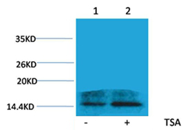 Histone H2A.Z(Acetyl-Lys4) Rabbit Polyclonal Antibody