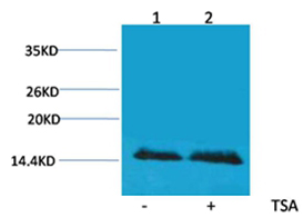 Histone H2B(Acetyl-Lys5) Rabbit Polyclonal Antibody