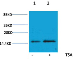 Histone H4(Acetyl-Lys16) Rabbit Polyclonal Antibody