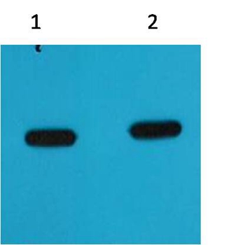 mCherry Mouse Monoclonal Antibody