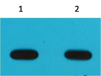 Avi Tag Mouse Monoclonal Antibody(6E3)