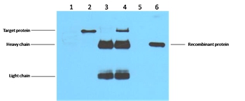 Flag-Tag Mouse Monoclonal Antibody