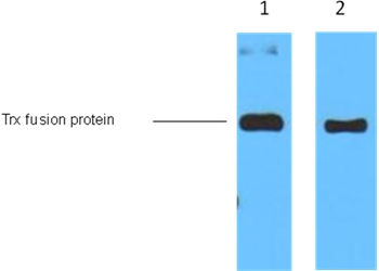 Trx-Tag Mouse Monoclonal Antibody