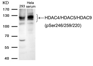 HDAC4/HDAC5/HDAC9(phospho-Ser246/259/220) Antibody