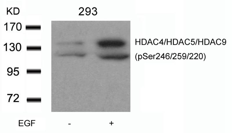 HDAC4/HDAC5/HDAC9(phospho-Ser246/259/220) Antibody