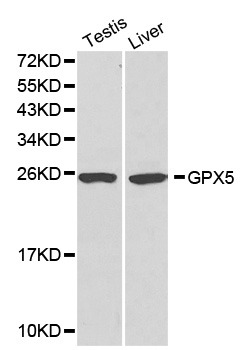 GPX5 antibody