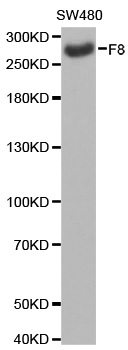 F8 antibody