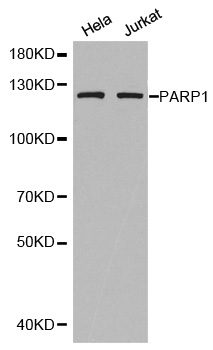 PARP1 antibody