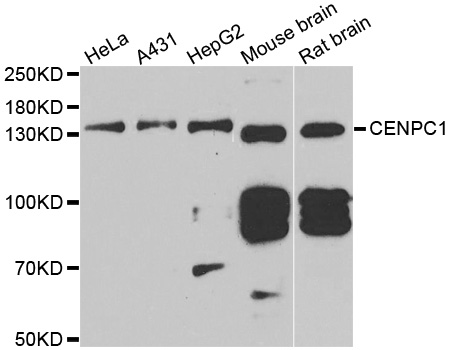 CENPC antibody