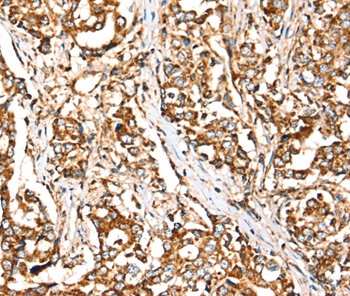 SIGLEC11 Antibody