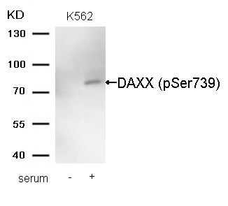 DAXX(Phospho-Ser739) Antibody
