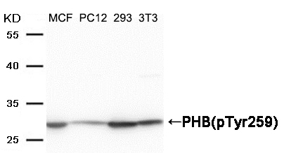 PHB(Phospho-Tyr259) Antibody