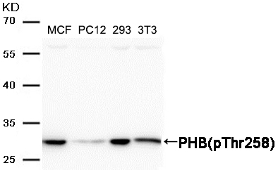 PHB(Phospho-Thr258) Antibody