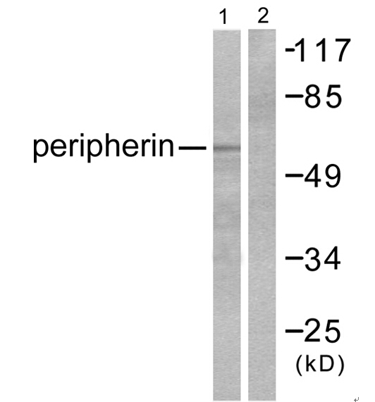 Peripherin Antibody