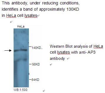 AP3 Antibody